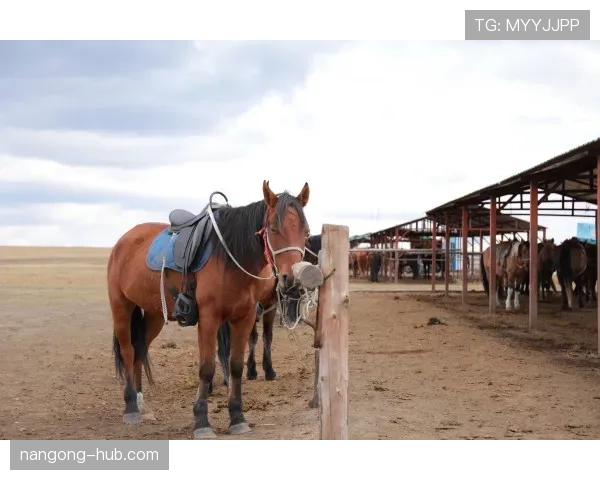 富里睡醒发现自家马场又多两匹新马，这日子过得跟拍《权游》似的